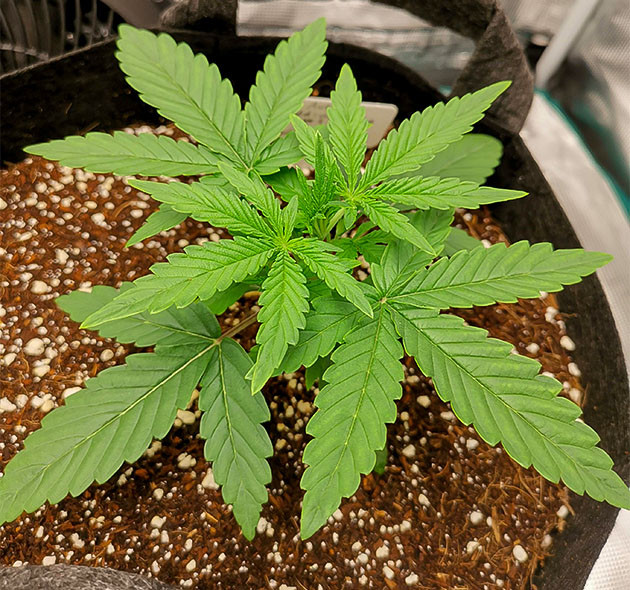 Куст на второй неделе выращивания