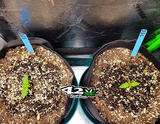 Первые шаги в вегетации Apricot Auto