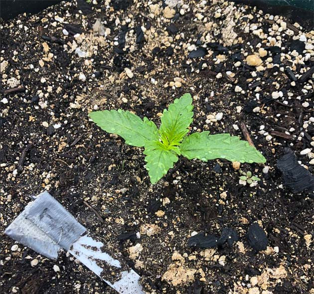 выращивание сорта конопли Original Jack Herer Auto