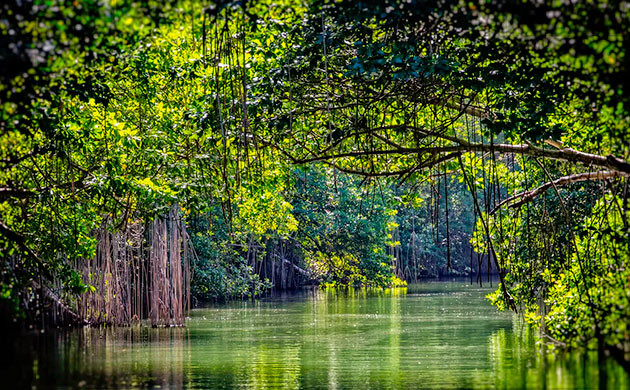 Каннабис и фермеры общины Слип