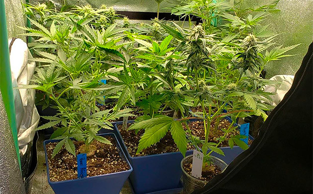 Куст в стаканчике в небольшом гроубоксе