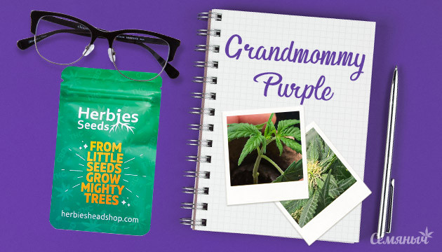 Гроурепорт сорта марихуаны Grandmommy Purple