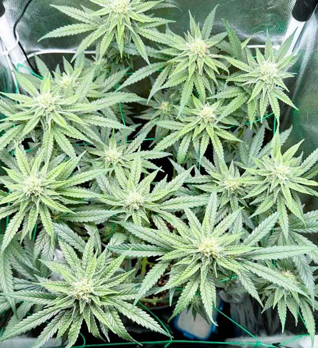 Куст Mimosa Evo от Barney’s Farm на 9 неделе