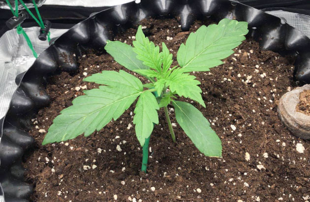 Обдув Годзилла кукис авто и подготовка к топпингу