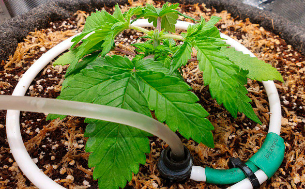 Сорт конопли Power Plant X fem на 3 неделе выращивания