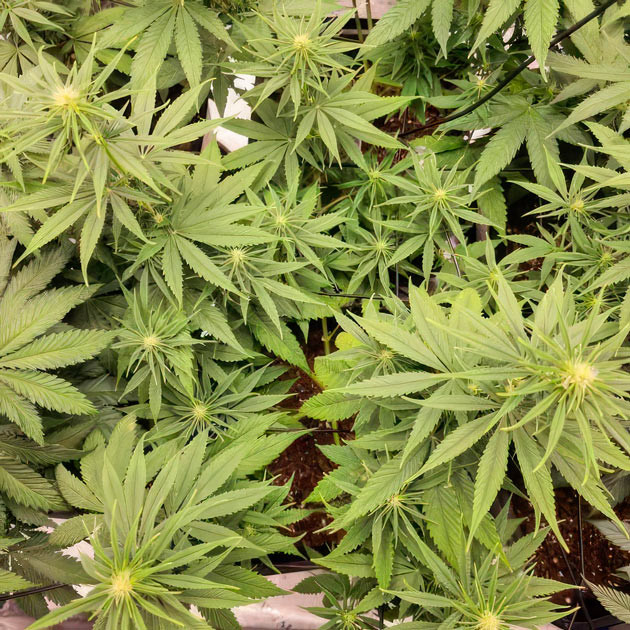 Apple Betty ростом 56 см