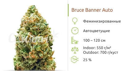 Bruce Banner Auto от Monster Genetics