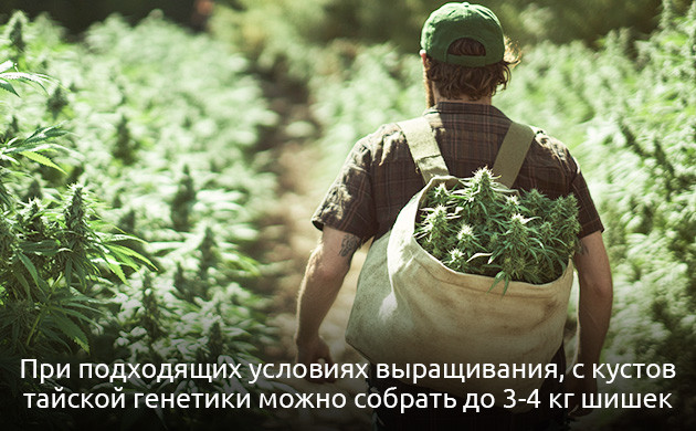 Оптимальные условия для выращивания тайских ландрейсов