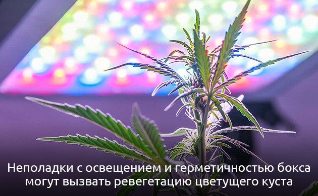 Ревегетация кустов марихуаны