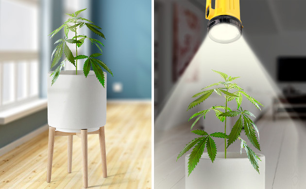 Как согреть каннабис при отключении электричества