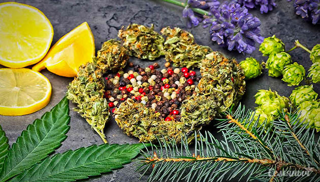 Тест про знание терпенов