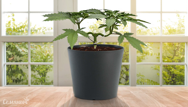 Сорта для мейн-линига