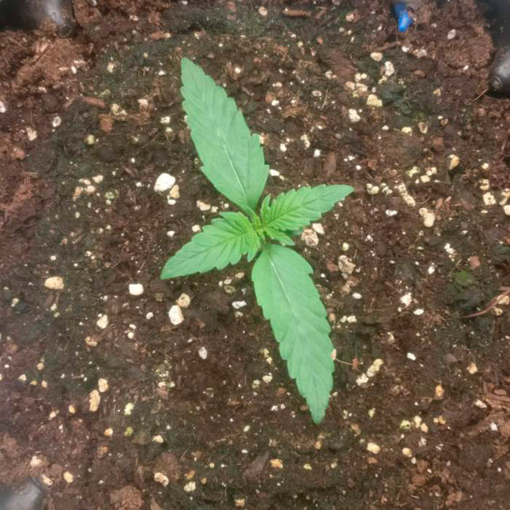 Росток сорта марихуаны Auto New York City