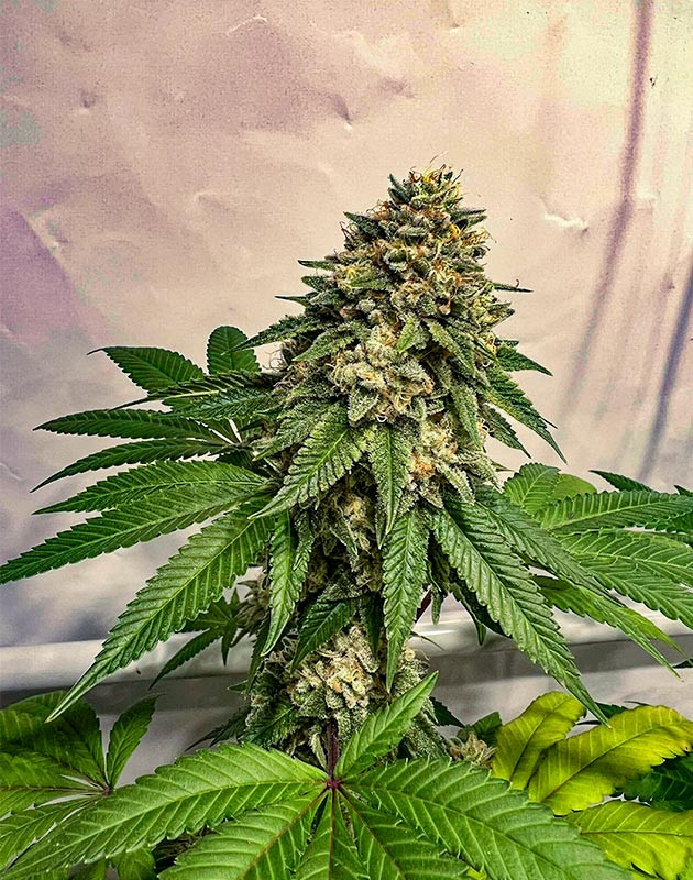 Куст Marshmallow OG на 20 неделе