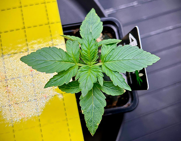 Росток Cherry Cola Auto от FastBuds на 1 неделе