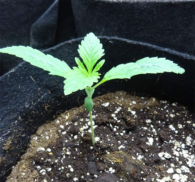 Индорное выращивание сорта Wedding Cake Auto