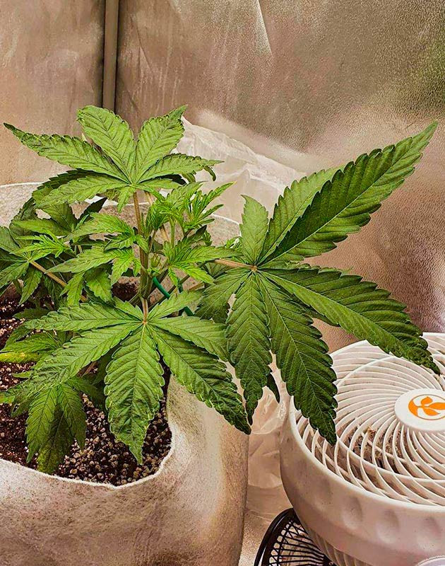 Куст Planet of the Grapes RBX от Ethos Genetics ростом 19 см