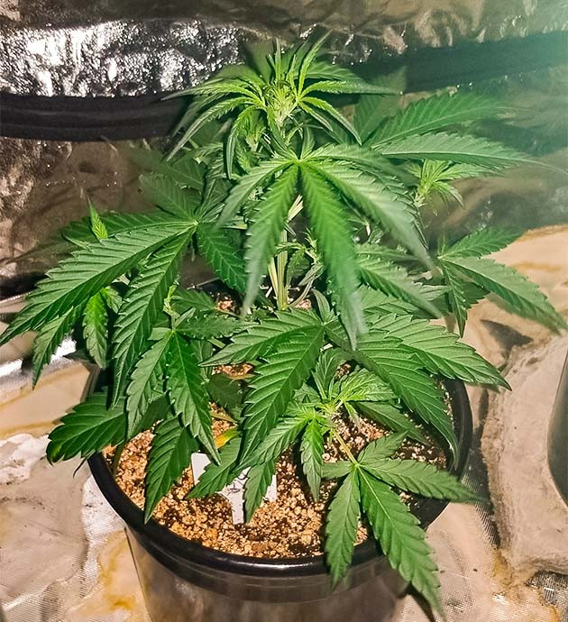 Тренировка растения Original Auto Sour Diesel