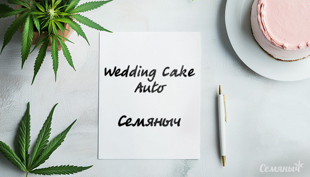 Гроурепорт по выращиванию сорта Wedding Cake Auto