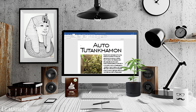 Гроурепорт сорта Auto Tutankhamon от Pyramid Seeds