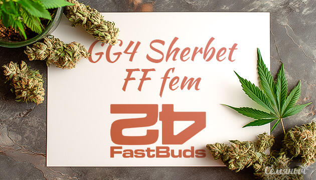 Гроурепорт сорта конопли GG4 Sherbet FF fem от FastBuds