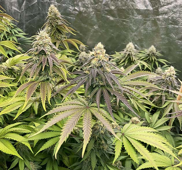 Растение Liberty Haze на 13 неделе выращивания