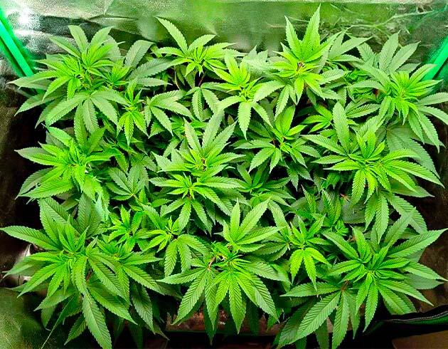 Куст Motor Breath на 10 неделе