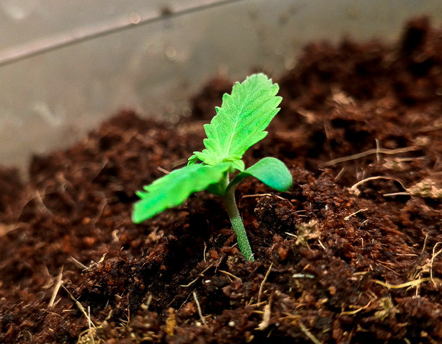 Росток Florida Sunrise Auto на 2 неделе выращивания