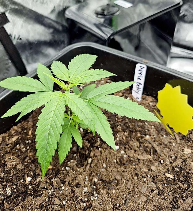 Растишка Apple Betty на 3 неделе развития