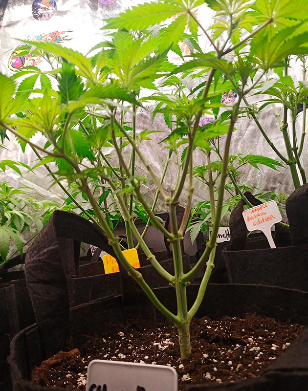 Куст с полностью обрезанными нижними листьями