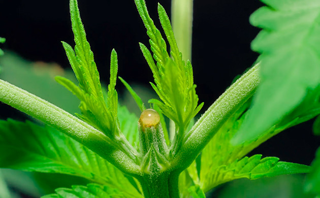 Формирование кроны сативы