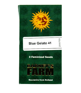 Blue Gelato 41 fem (Barney's Farm)