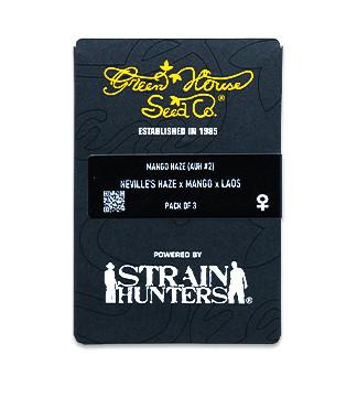 Mango Haze (Arjan's Ultra Haze #2) fem (GHS)