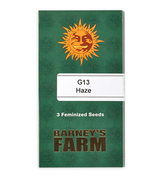 G13 Haze fem (Barney's Farm)