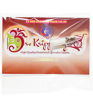 Red Leicester Tease fem (Dr. Krippling Seeds)