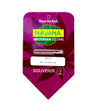 Gelato fem (Nirvana Seeds)