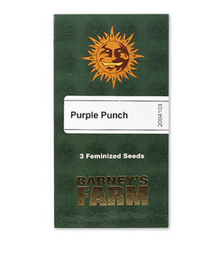 Purple Punch fem (Barney's Farm)