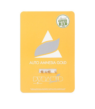 Auto Amnesia Gold fem (Pyramid Seeds)