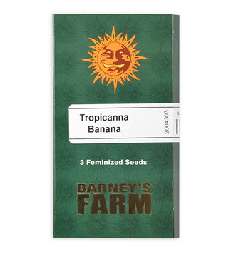 Tropicanna Banana fem (Barney's Farm)