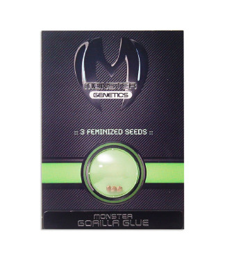 Gorilla Glue fem (Monster Genetics)