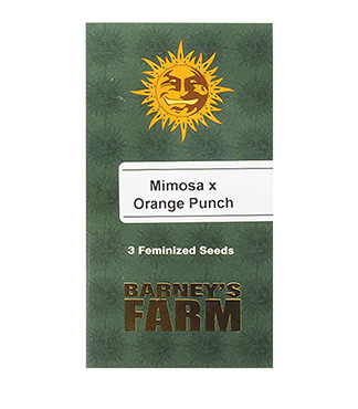 Mimosa X Orange Punch fem (Barney's Farm)