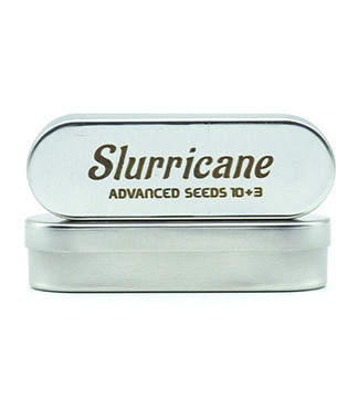 Slurricane fem (Advanced Seeds)
