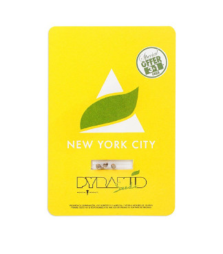 New York City fem (Pyramid Seeds)