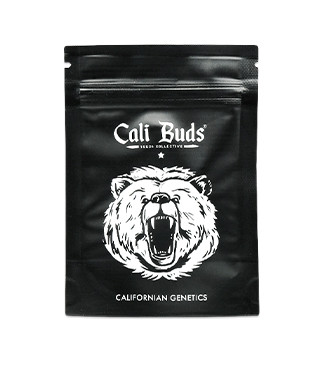 Bruce Banner fem (Cali Buds Seeds)