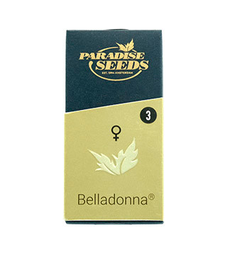 Belladonna fem (Paradise Seeds)