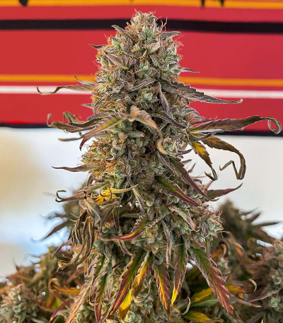 Семена сорта Apollo F1 Auto fem от RQS