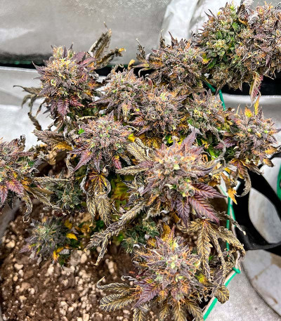 Семена сорта GMO fem (Barney's Farm)