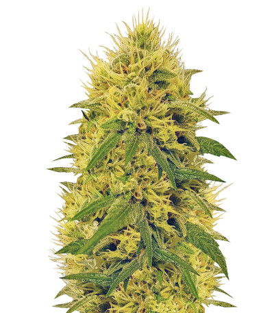 Семена сорта Big Bud fem (Vision Seeds)