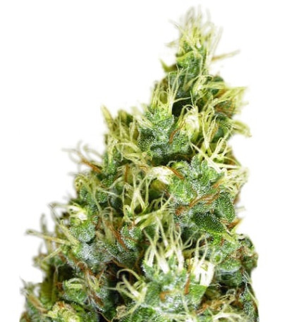 Семена сорта Double Dutch reg (Serious Seeds)