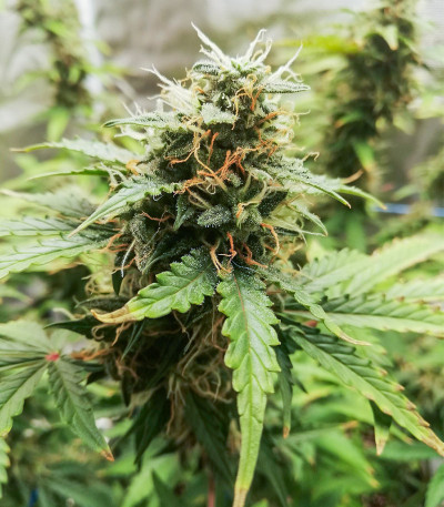 Семена сорта Auto Heaven fem (Victory Seeds)